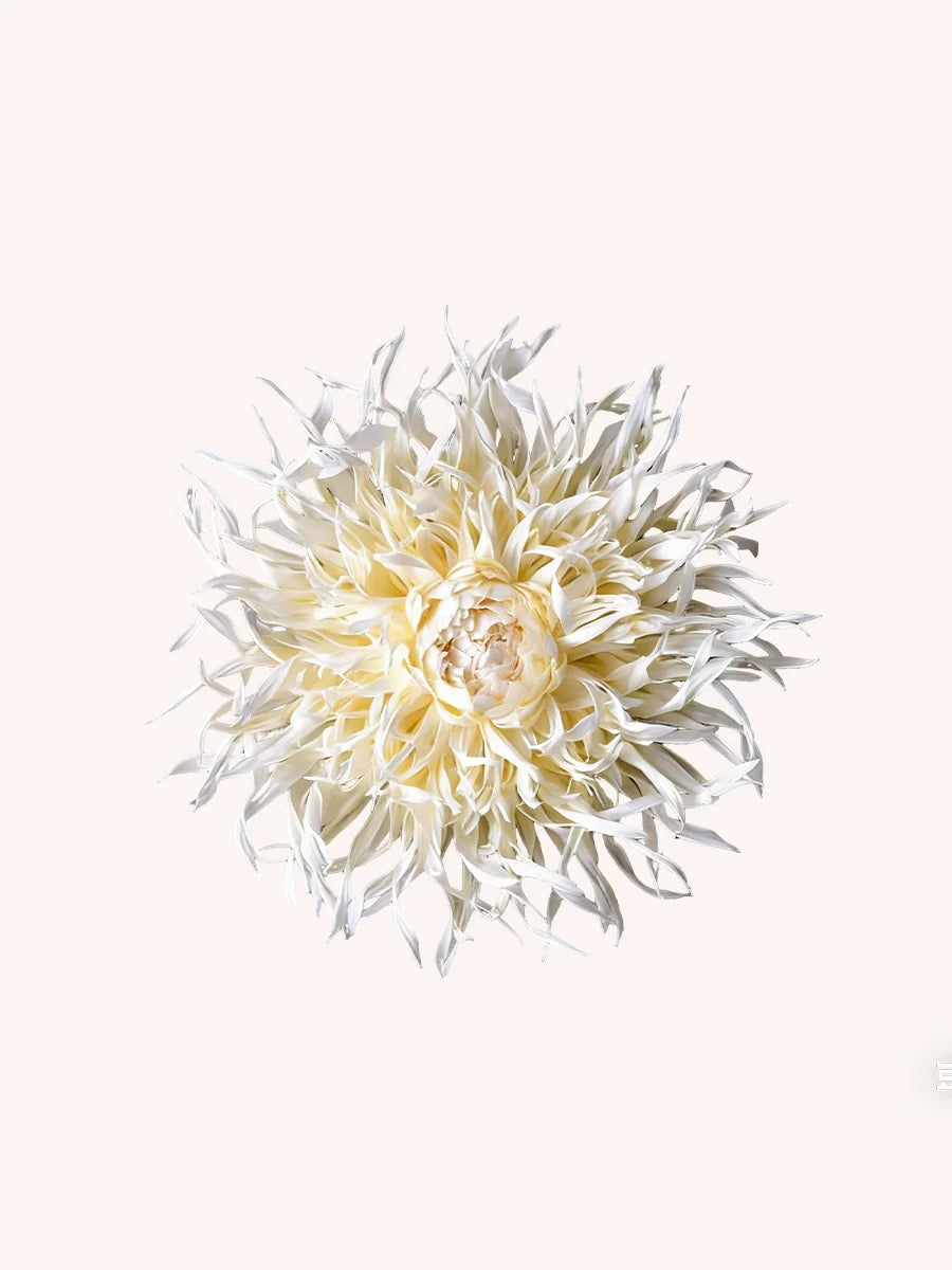 Decoraciones de pared gigantes de papel crepé con forma de dalia para una boda bohemia.